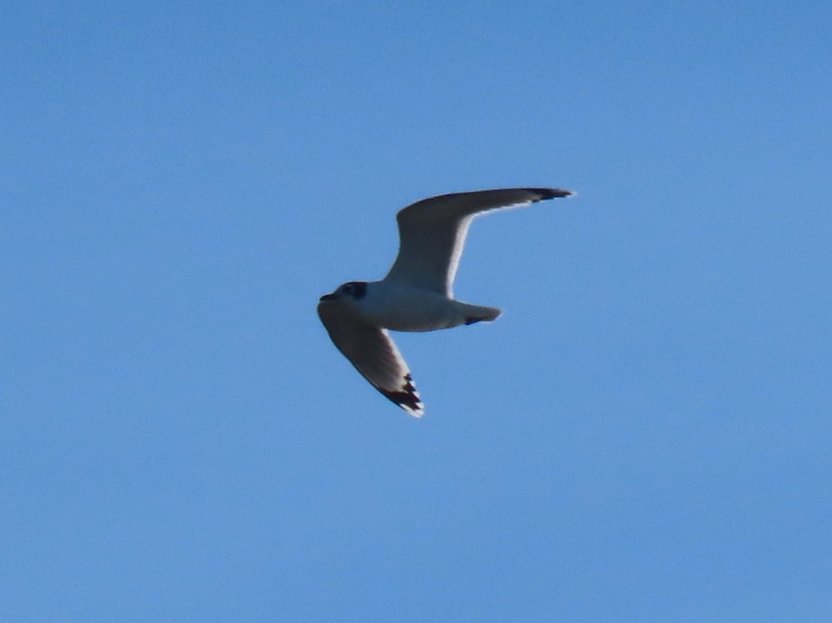 Franklin's Gull - ML646820353