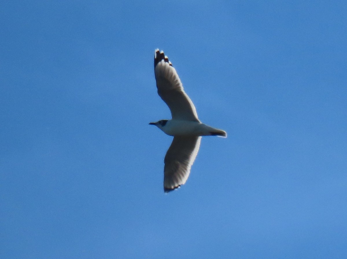 Franklin's Gull - ML646820354