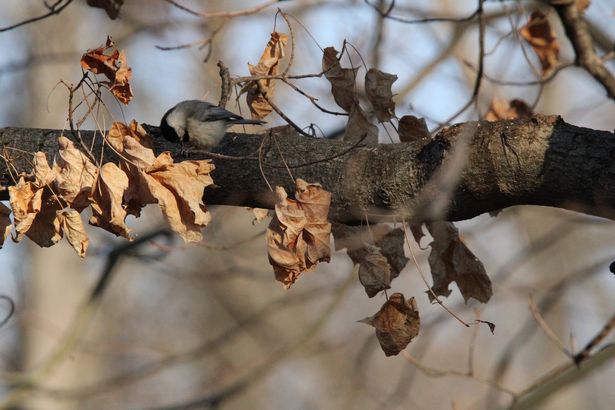 berneška velká - ML646820355