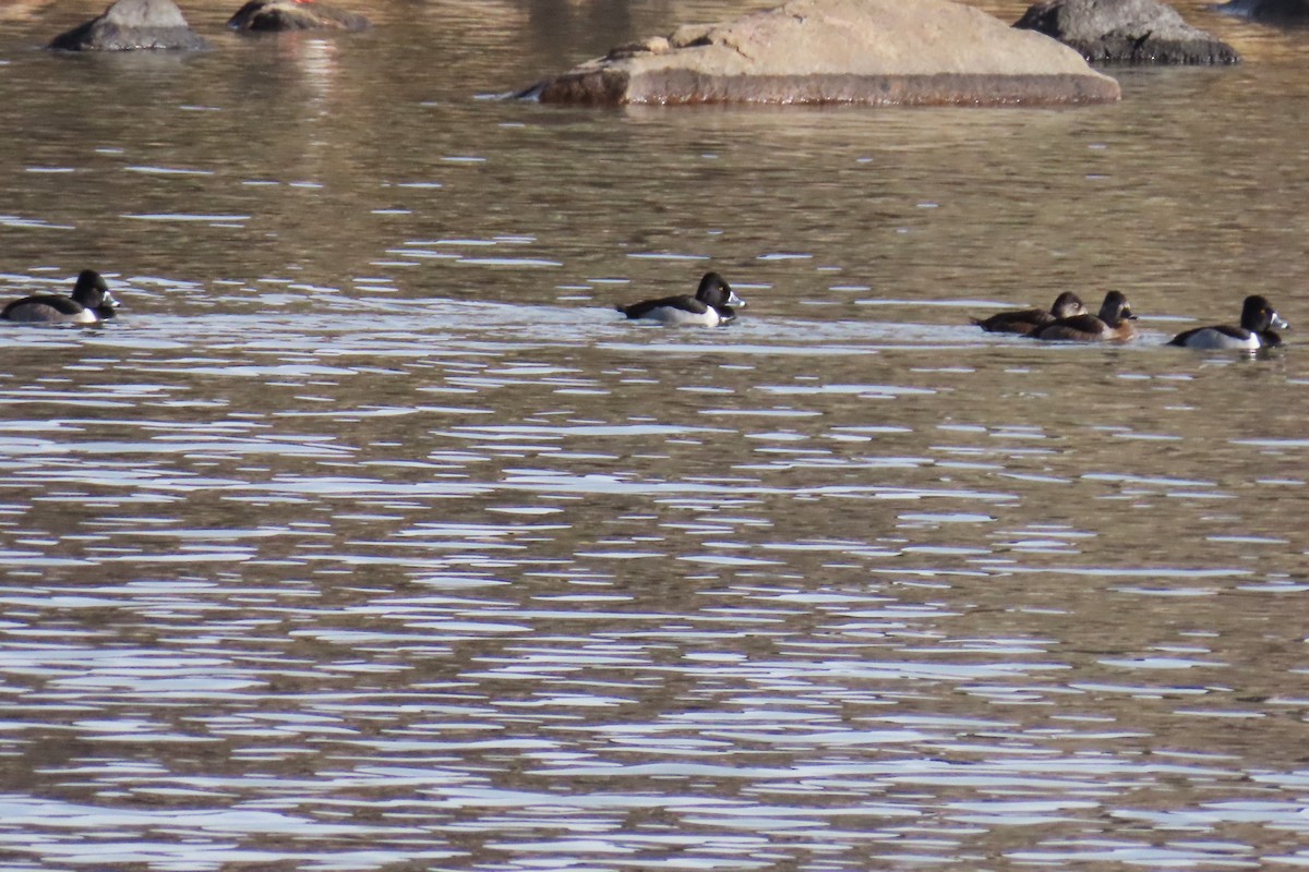 Ring-necked Duck - ML646820356