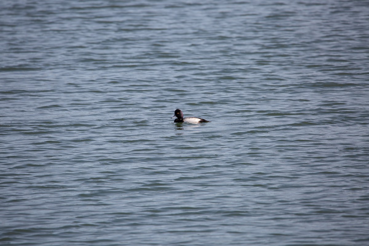 Lesser Scaup - ML646820357