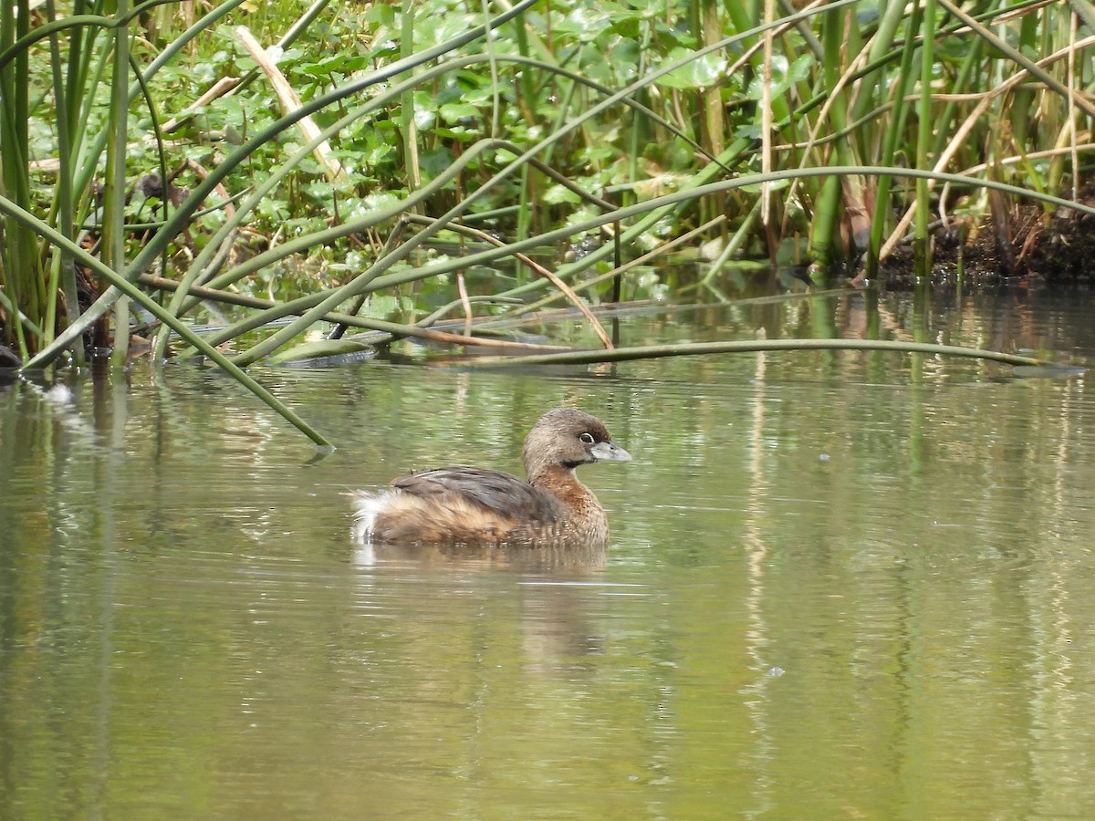 Kalın Gagalı Batağan - ML646820358