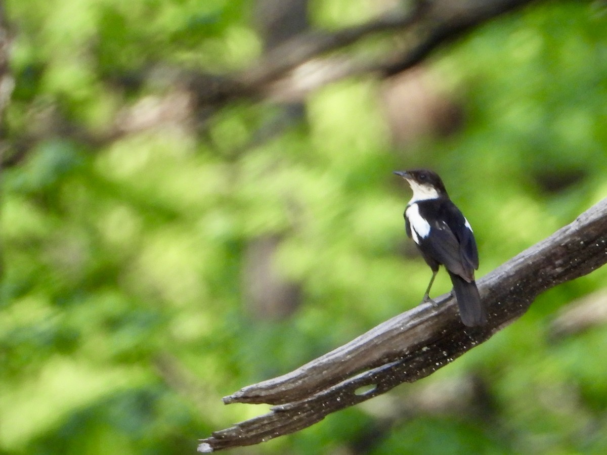 Arnot Esmer Bülbülü - ML646820359