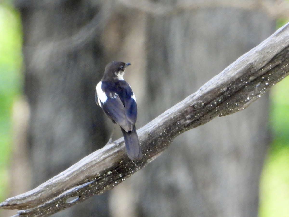 Arnot Esmer Bülbülü - ML646820360