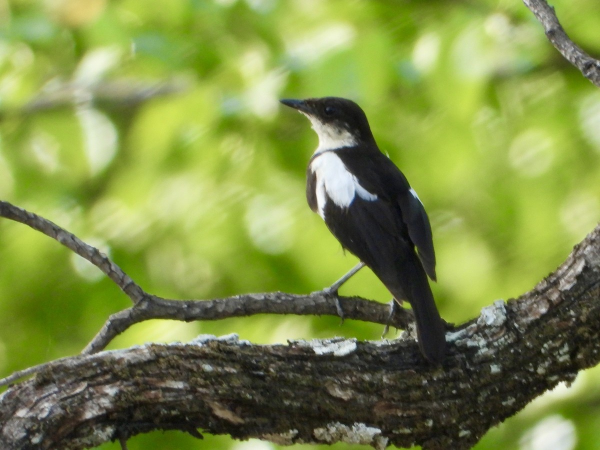 Arnot Esmer Bülbülü - ML646820361