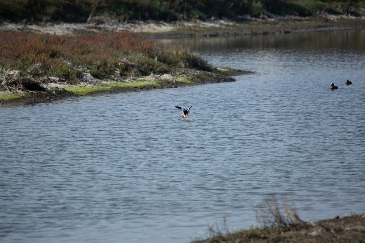 Bufflehead - ML646820364