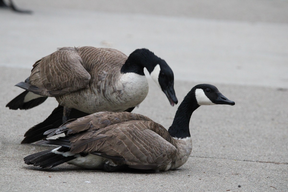 berneška velká - ML646820365