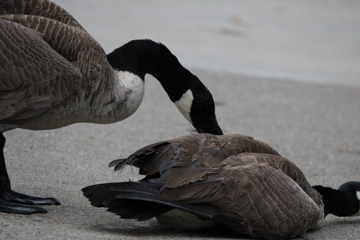 berneška velká - ML646820366