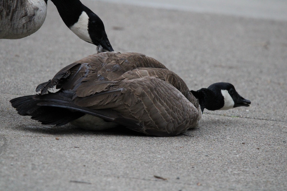 berneška velká - ML646820367