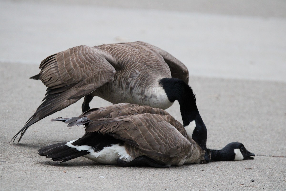 berneška velká - ML646820368