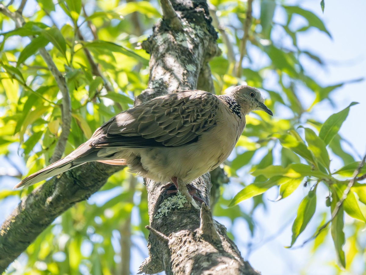 珠頸斑鳩 - ML646820371