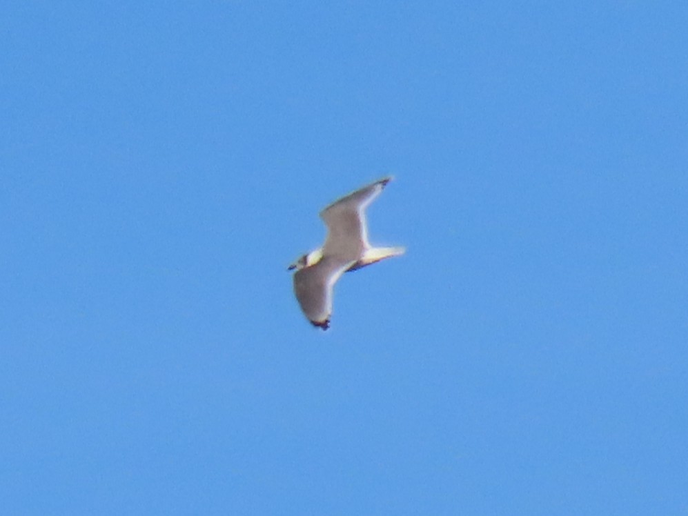 Franklin's Gull - ML646820373