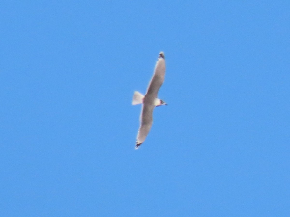 Franklin's Gull - ML646820374
