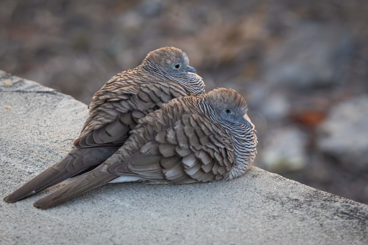 Zebra Dove - ML646820377