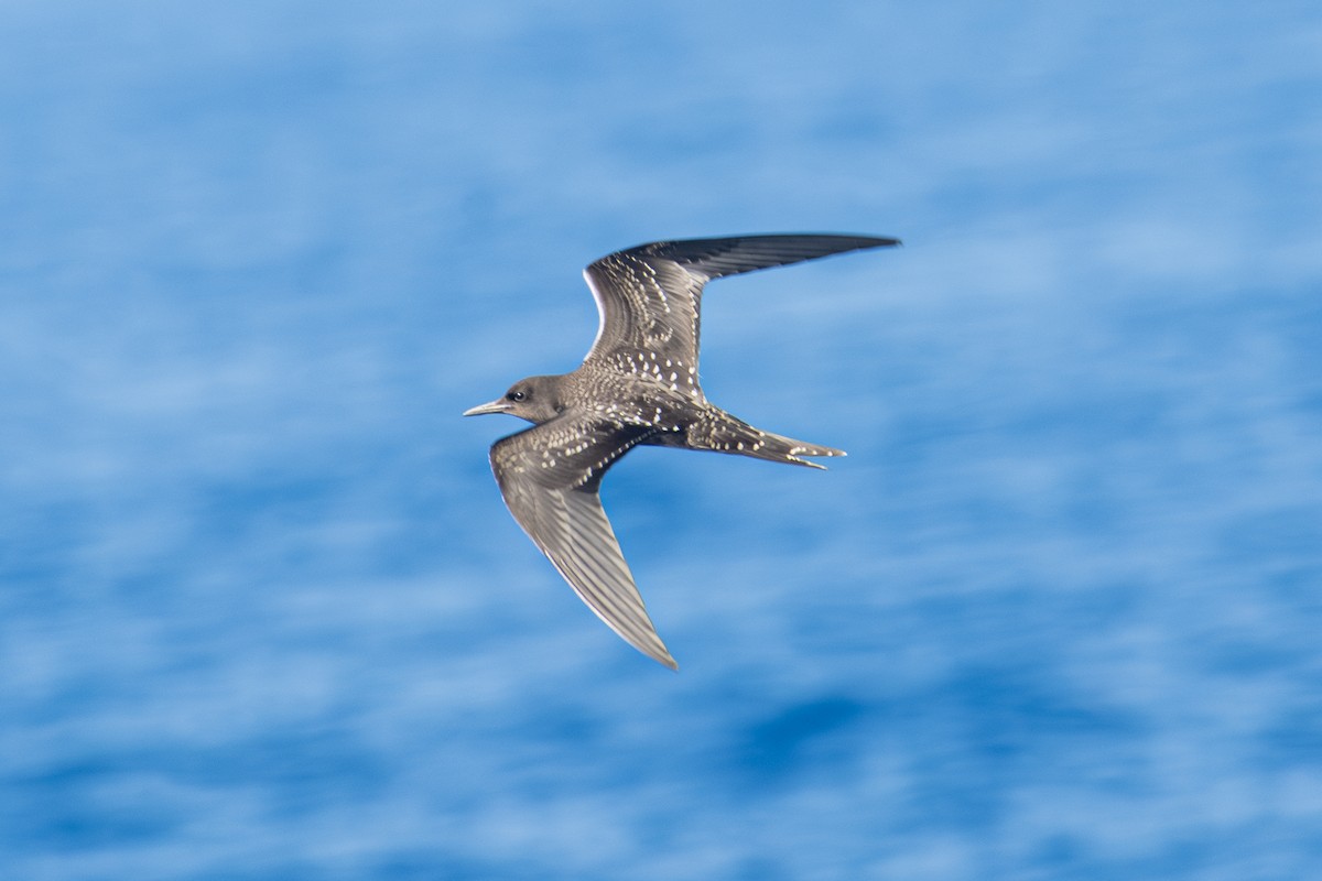 烏領燕鷗 - ML646820379