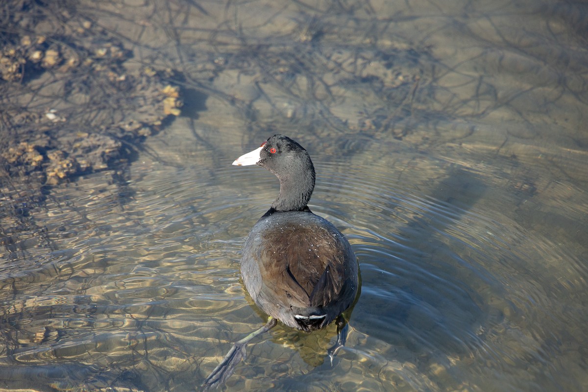 American Coot - ML646820382
