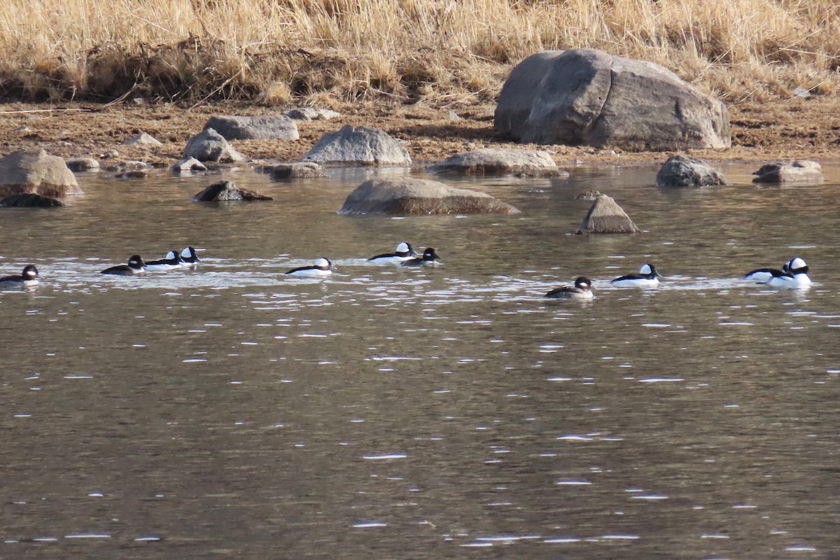 Bufflehead - ML646820387