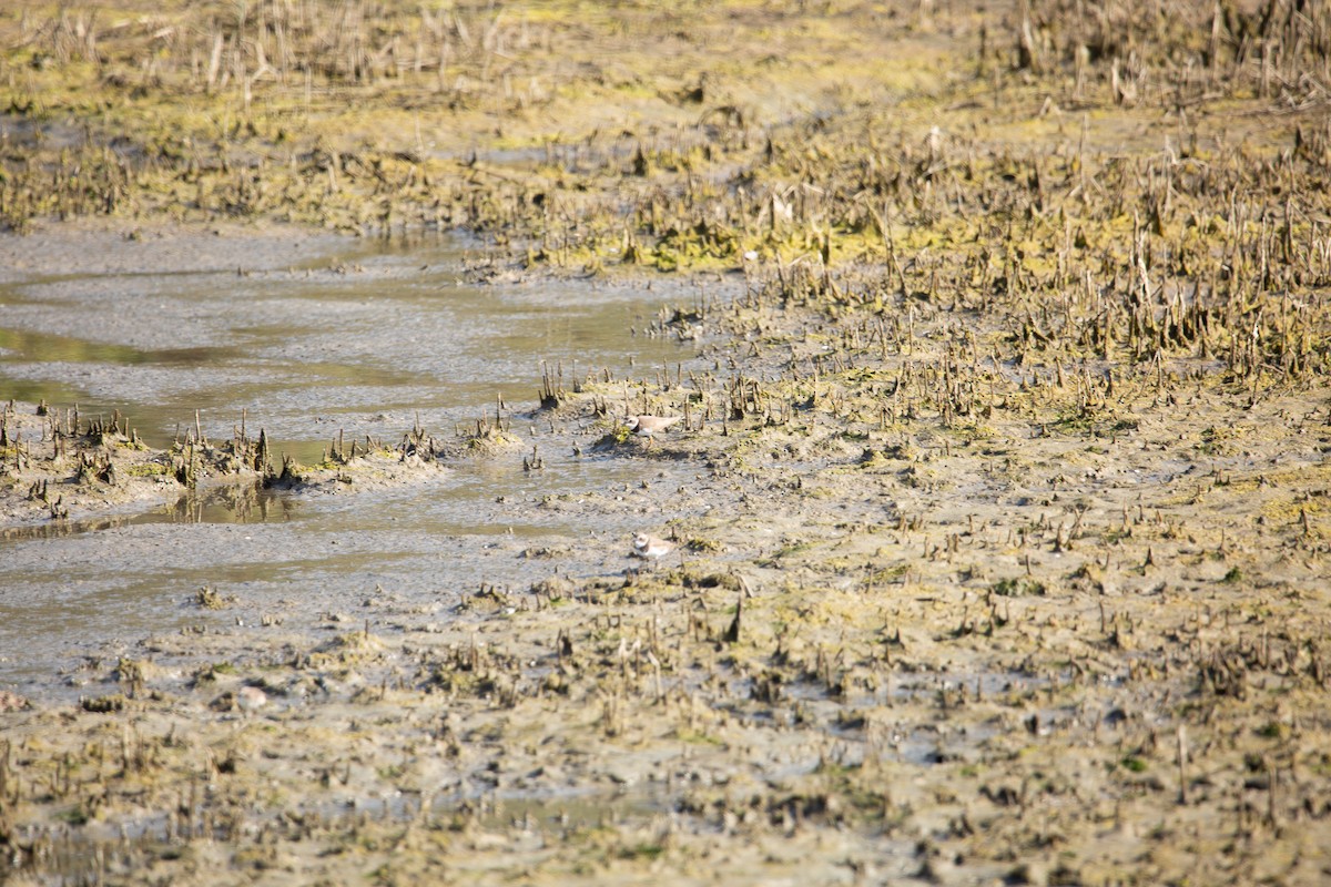 Semipalmated Plover - ML646820391