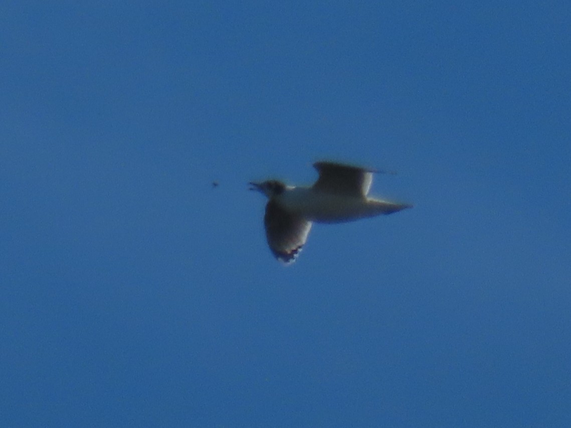 Franklin's Gull - ML646820392