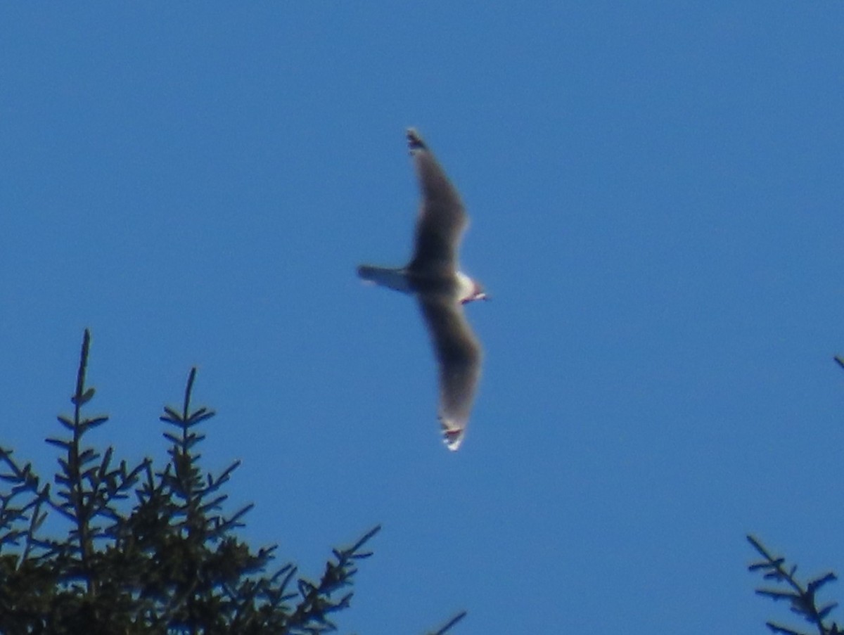 Franklin's Gull - ML646820393