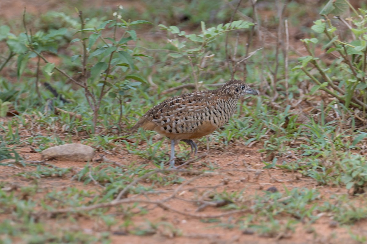 Barred Buttonquail - ML646820408