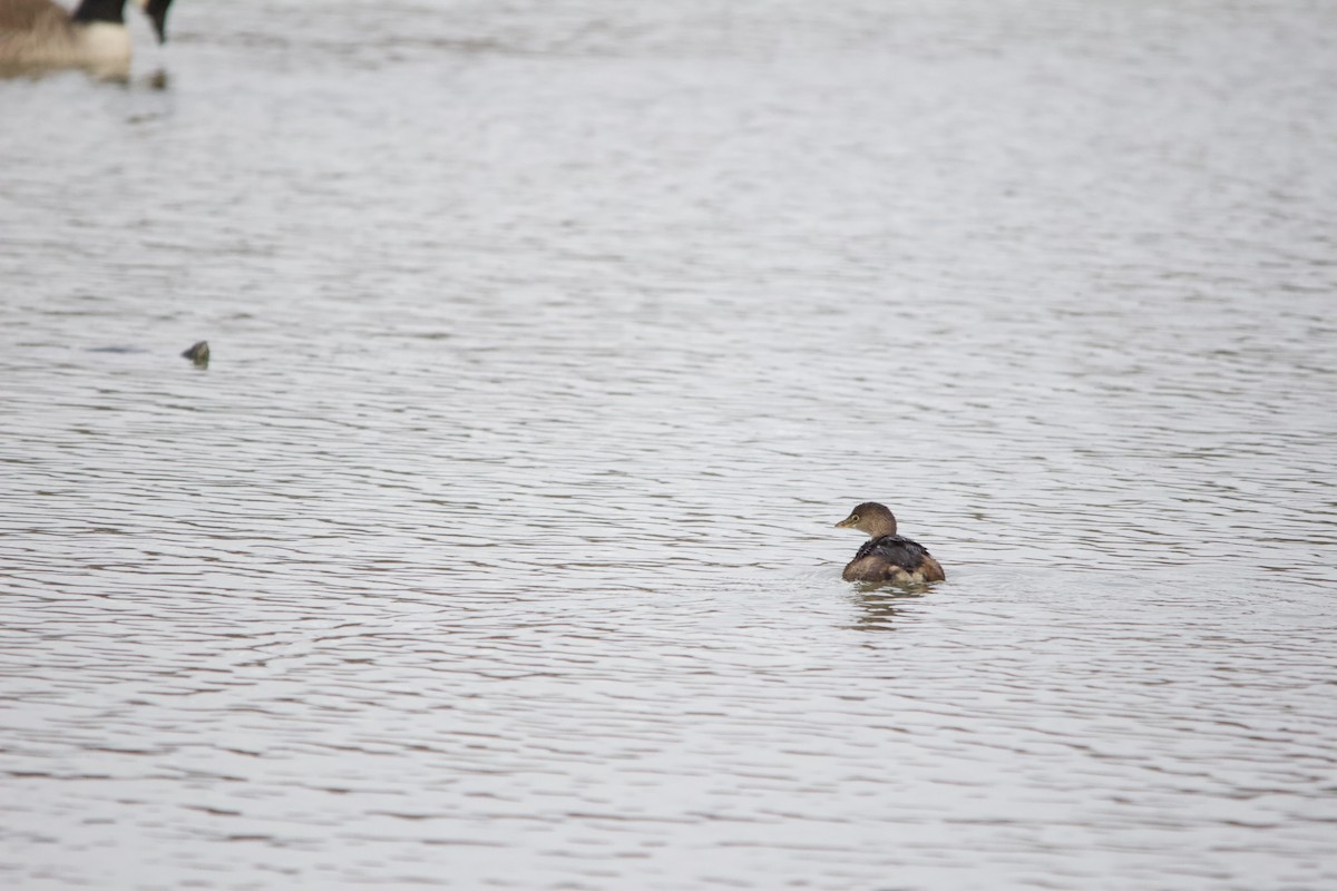 Pied-billed Grebe - ML646820409