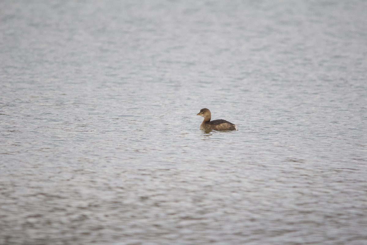 Pied-billed Grebe - ML646820410