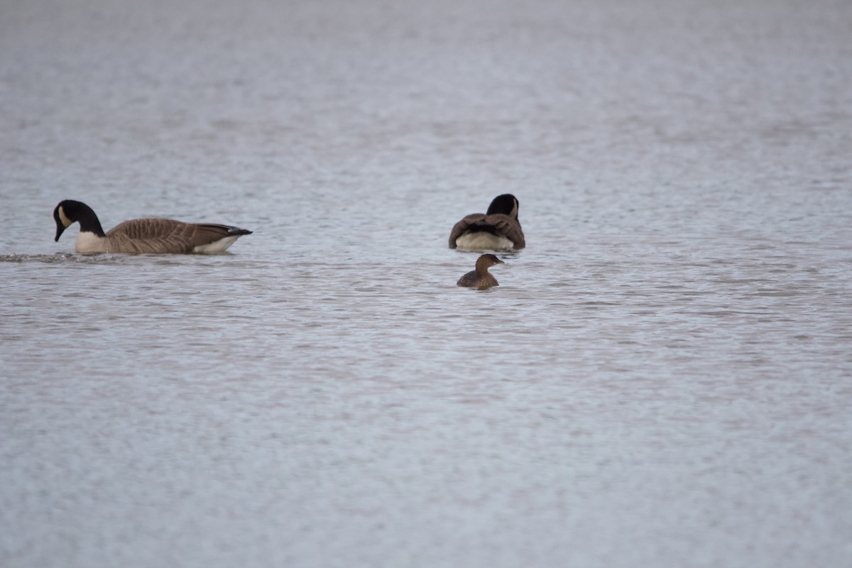 Pied-billed Grebe - ML646820411