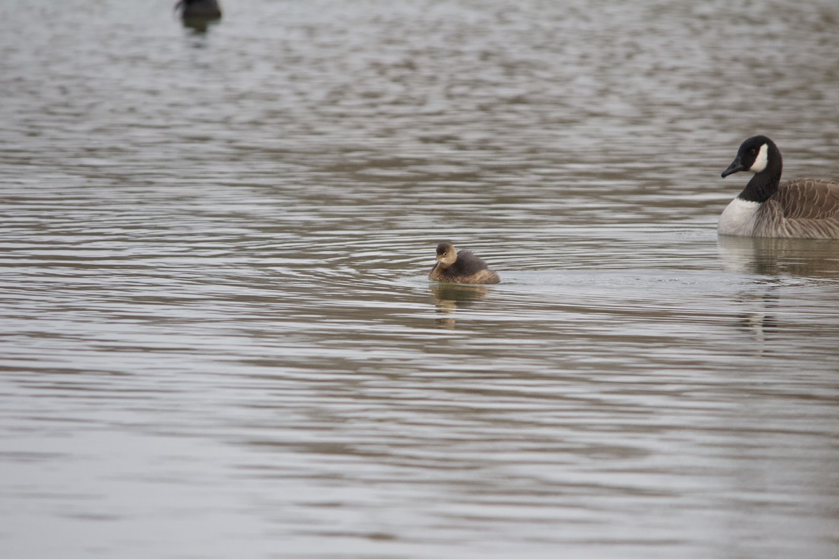 Pied-billed Grebe - ML646820412