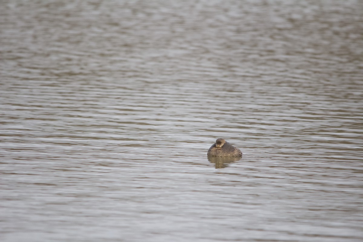 Pied-billed Grebe - ML646820413