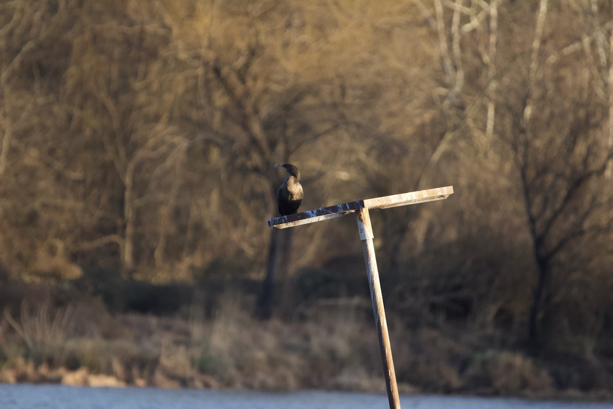 Cormorán Orejudo - ML646820428