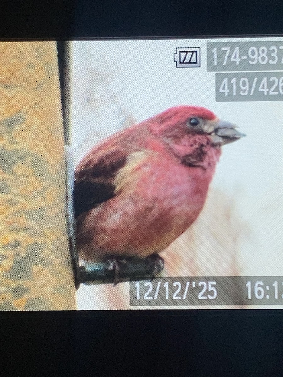 Purple Finch - ML646820442