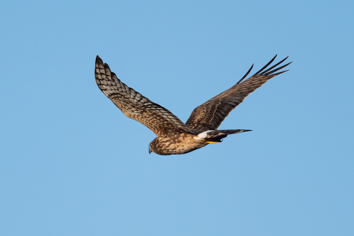 Mirotz zuri iparramerikarra - ML646820443