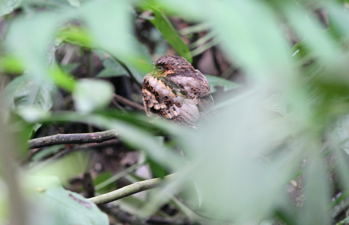 Philippine Nightjar - ML646820444