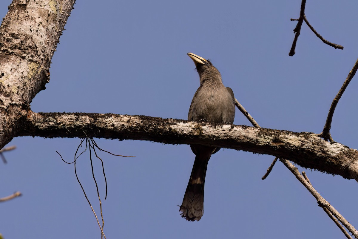 Малабарский серый ток - ML646820445