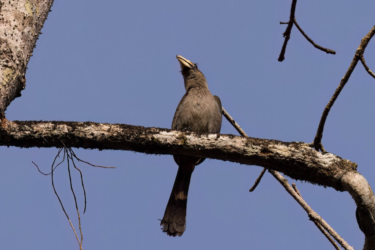 Малабарский серый ток - ML646820446