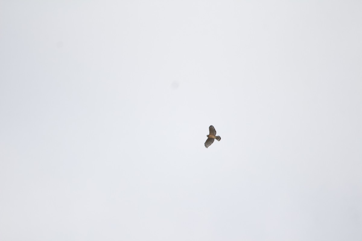 Red-shouldered Hawk - ML646820448