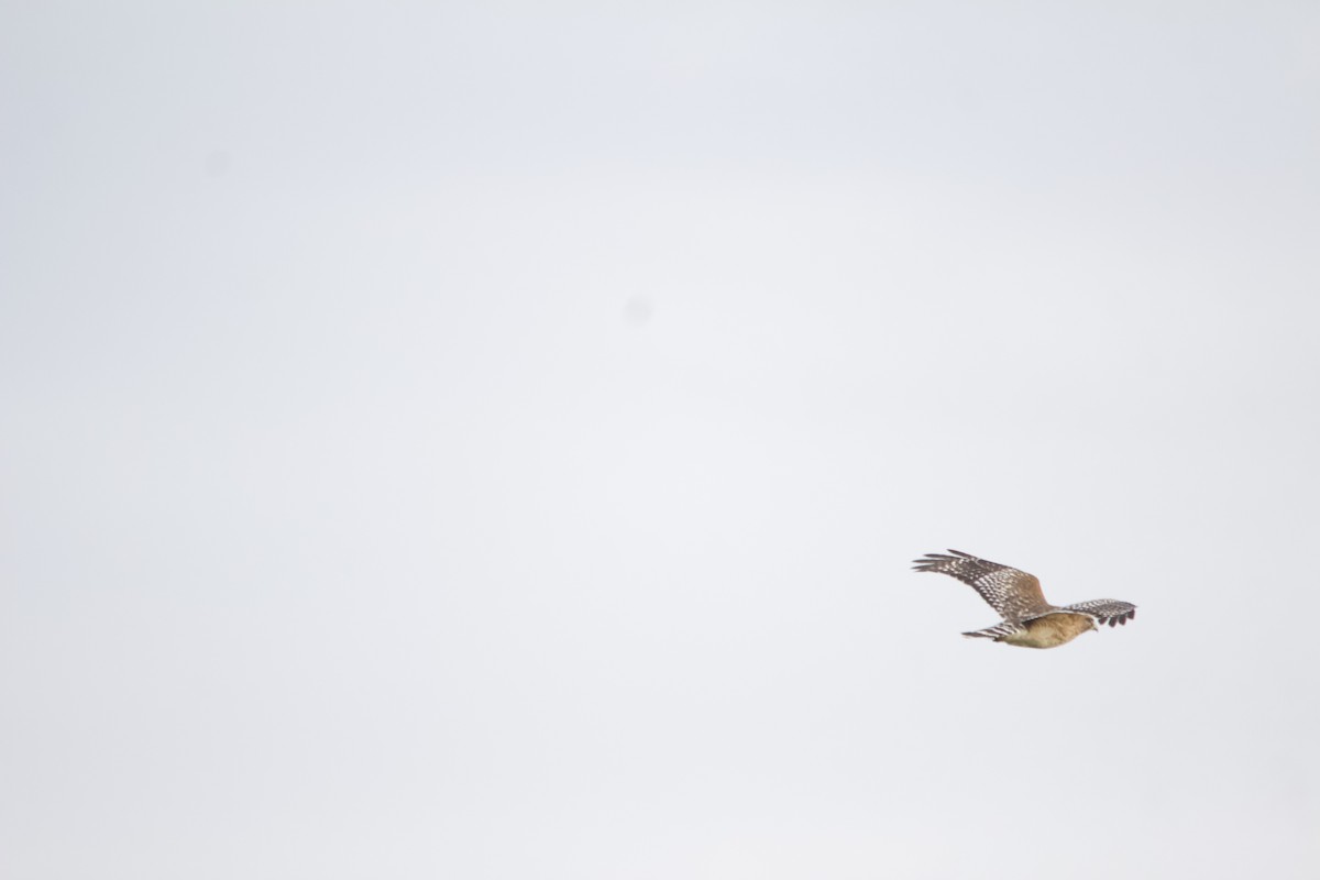 Red-shouldered Hawk - ML646820449