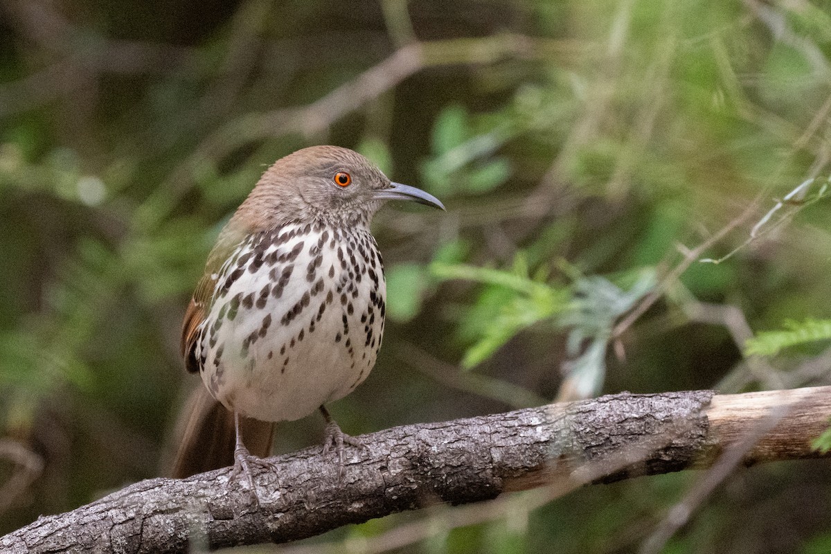 Uzun Gagalı Çöpçü - ML646820458