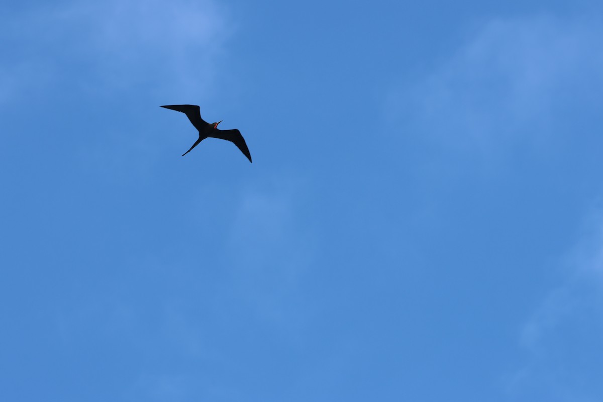 Rabihorcado Magnífico - ML646820460