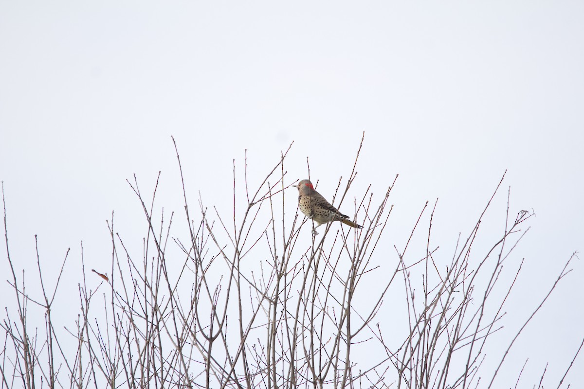 Northern Flicker - ML646820461