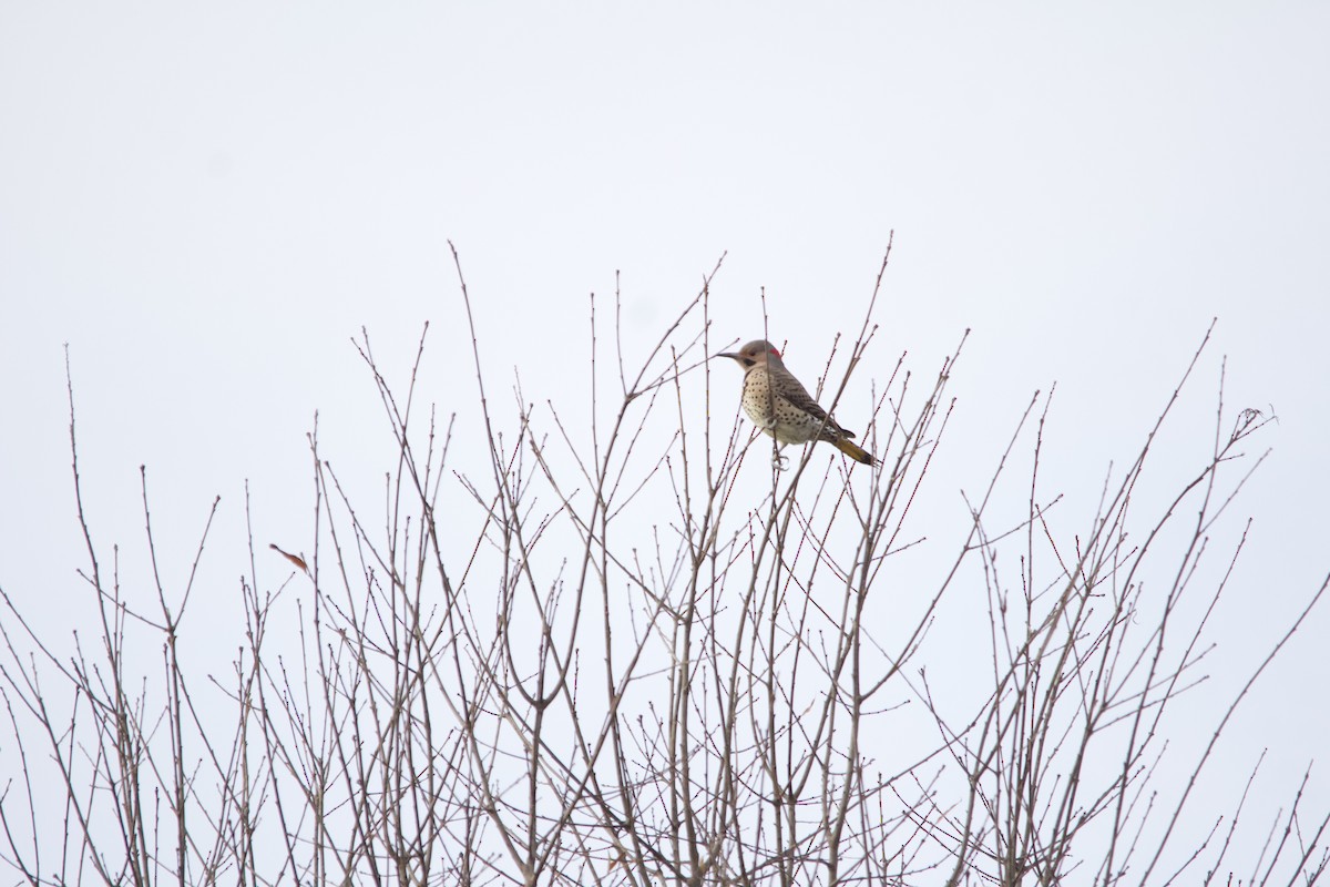 Northern Flicker - ML646820462