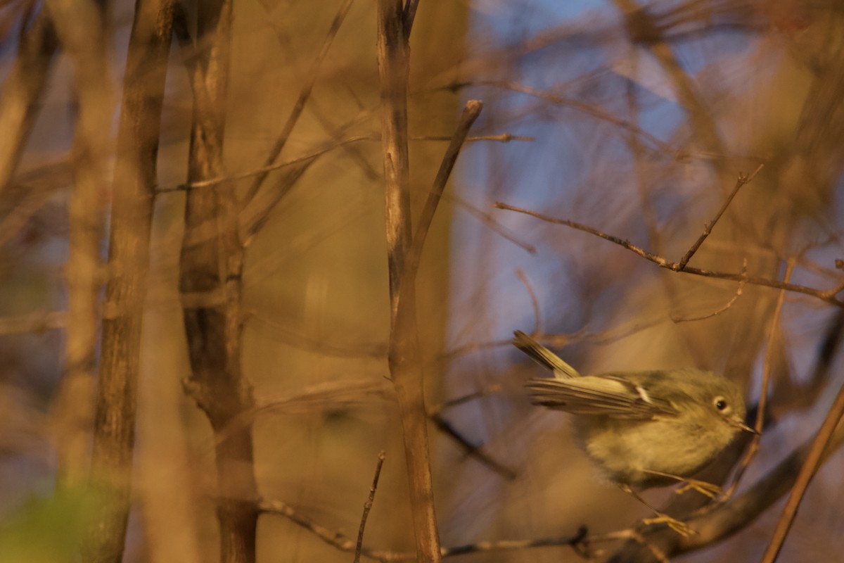 Ruby-crowned Kinglet - ML646820463