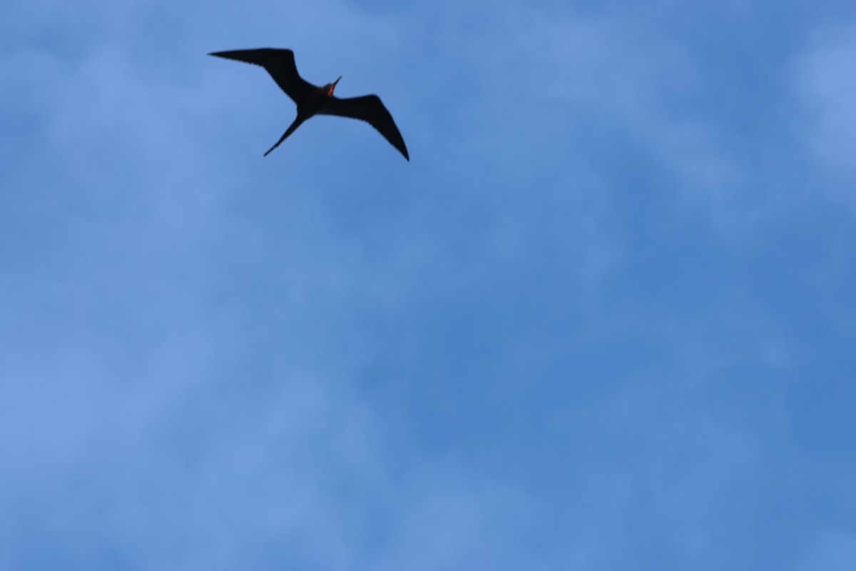 Rabihorcado Magnífico - ML646820466