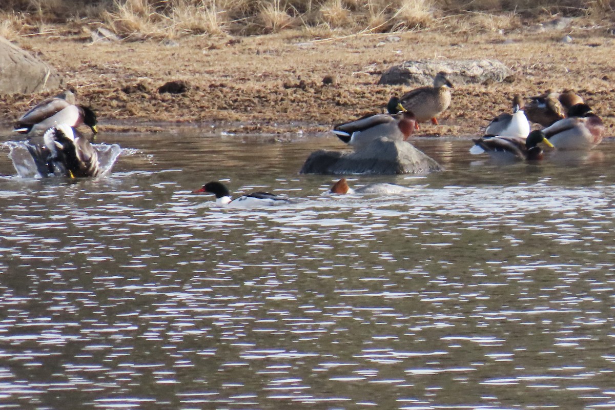 Common Merganser (North American) - ML646820482