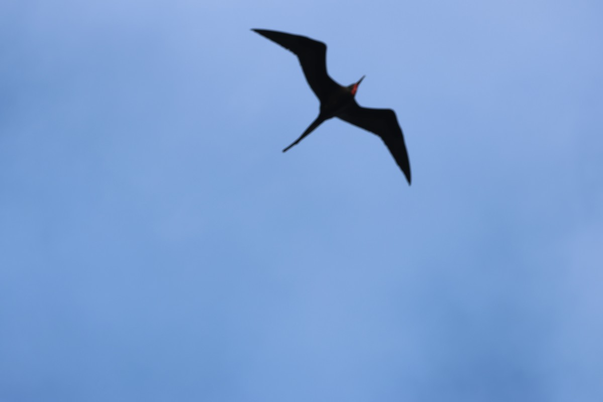 Rabihorcado Magnífico - ML646820483