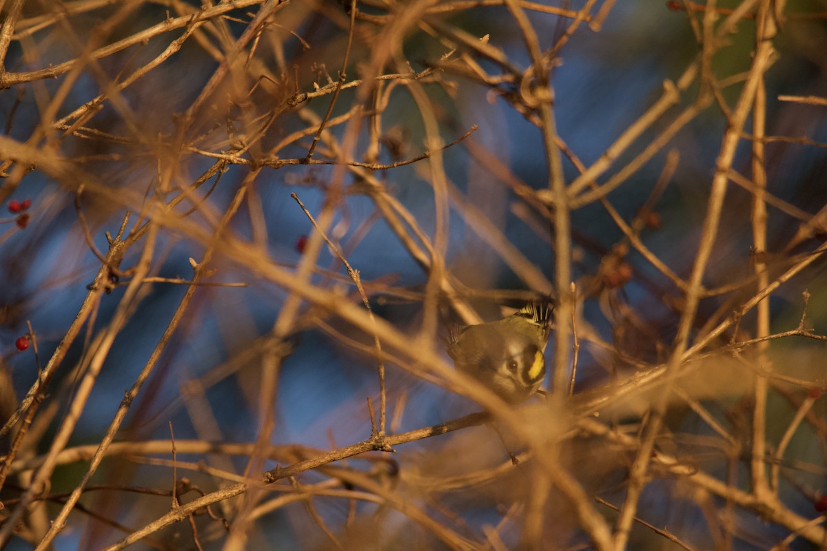 Golden-crowned Kinglet - ML646820484