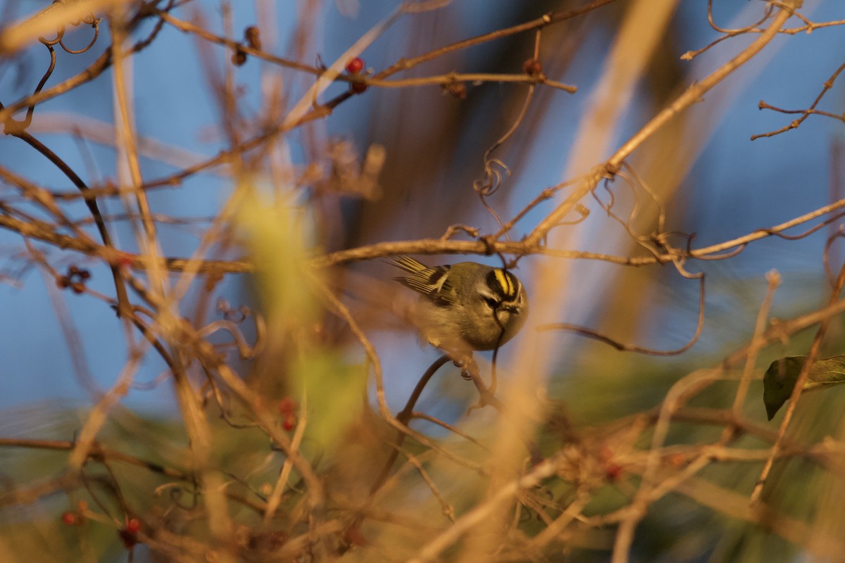 Golden-crowned Kinglet - ML646820485