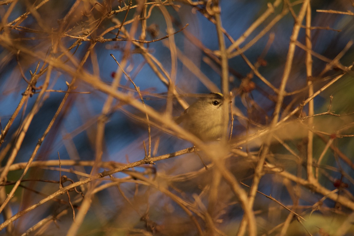 Golden-crowned Kinglet - ML646820486