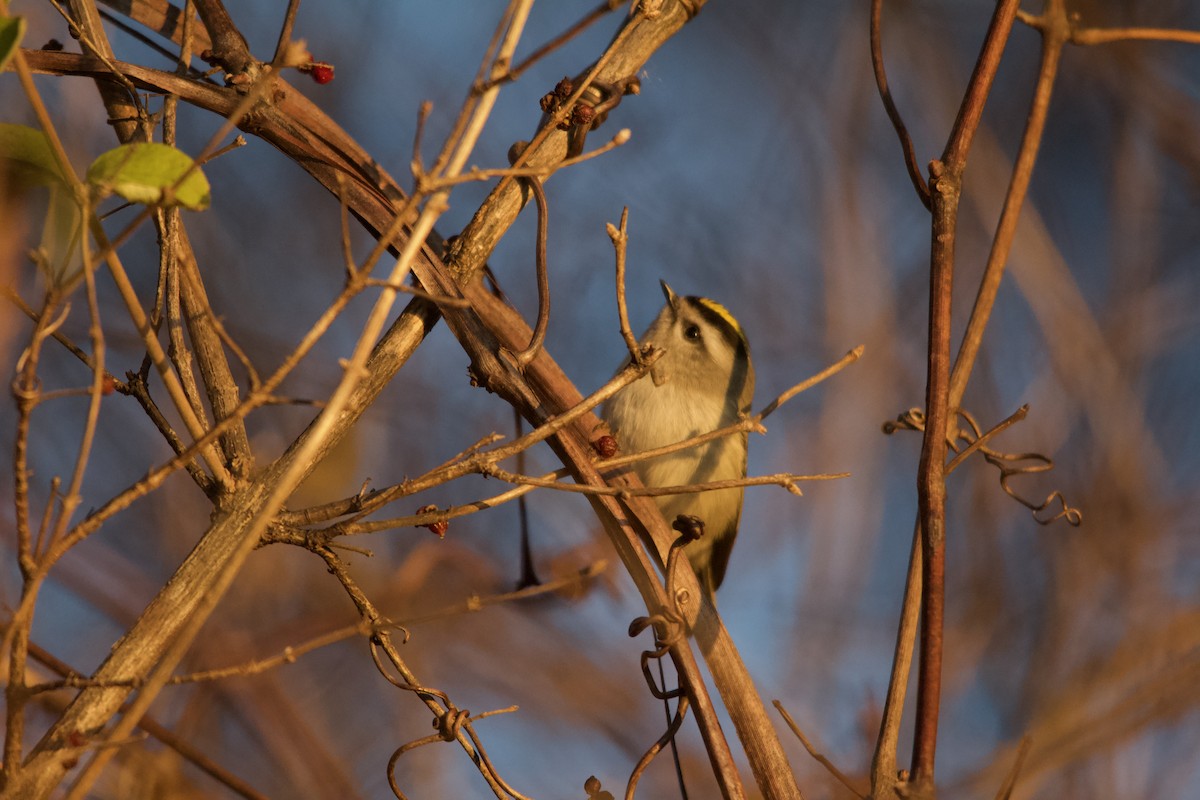 Golden-crowned Kinglet - ML646820487